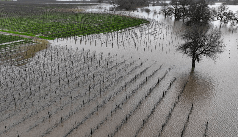 In an top-down view of flooding at a vineyard in Santa Rosa, California.