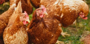 Chickens roaming around cage free