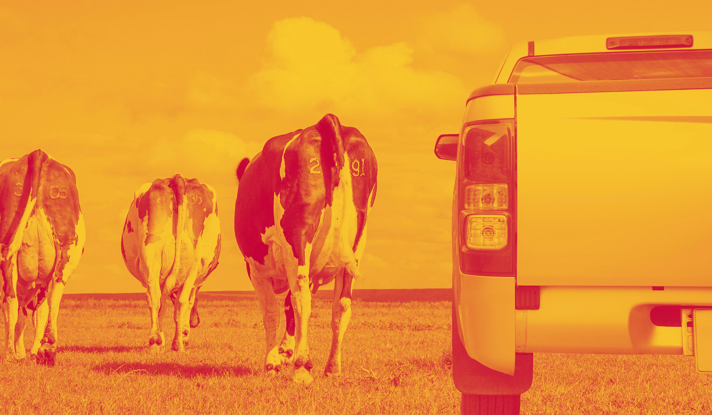 Cow and a car in a field, which is contributing more to climate change?