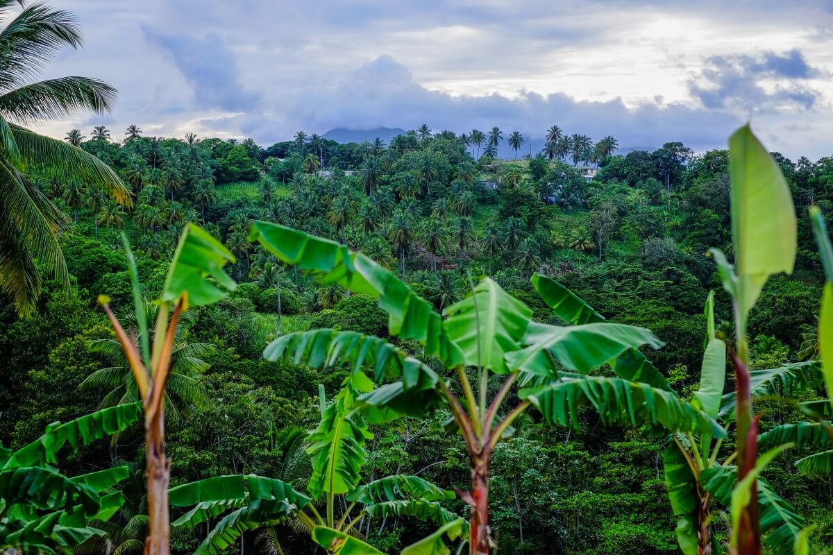 tropical jungle landscape