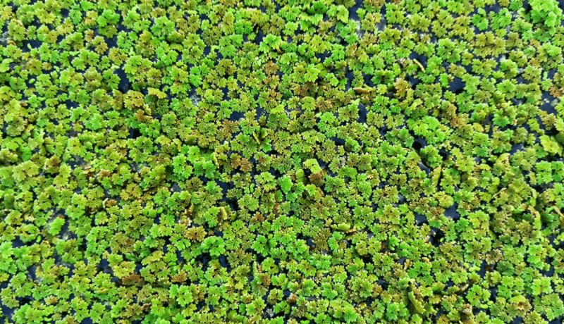 A field of green plants growing on top of water