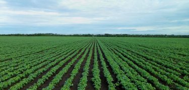 Soybean farm